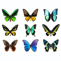 
Почтовые марки





 | тема:  Бабочки

'