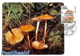 Mushrooms, Marasmius Oreades 1v