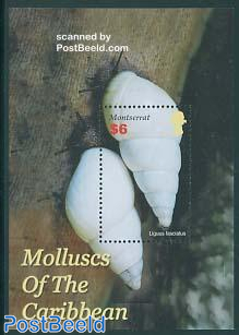 Molluscs of the Caribbean s/s