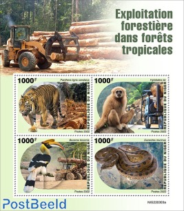 Rainforest Logging