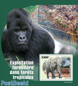 Rainforest Logging