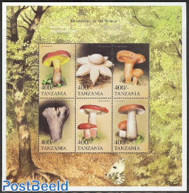 Mushrooms 6v m/s /Xerocomus rubellus