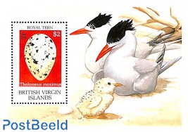 Royal Tern s/s