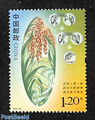 Hybride Rice Harvest 1v